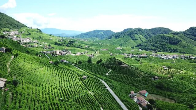 Vineyards steep slopes with rural houses in Italy during a sunny summer morning. Aerial drone shot of the green hills in the Valdobbiadene prosecco area.