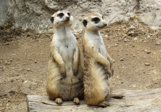 Suricata