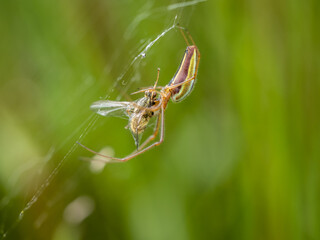 Long Jawed Orb Weaver, Tetragnatha sp with prey.