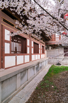 Cherry Blossom with traditional chinese roof in qing long temple,xi an,china.