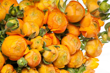 Orange ranunculus Flowers over white. Flowers bunch.