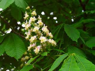 Close-up of a white horse chestnut flower in green leaves