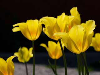 Obraz premium Beautiful yellow tulips flowering in nature.