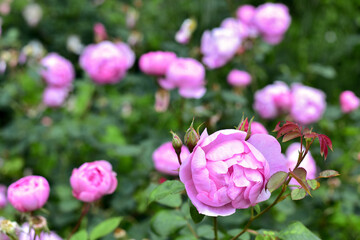 Summer floral background. Beautiful pink Rose blooming in summer garden. Roses flowers growing outdoors, blossoming. Background. Nature, Gardening concept. Beautiful Countryside landscape.