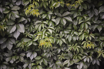 Background of Parthenocissus quinquefolia in nature - obrazy, fototapety, plakaty