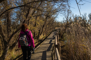 Fototapeta premium Young girl walking and photographing birds in AIguamolls De L Emporda Nature Park, Spain