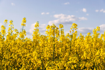 Obraz premium Blooming rapeseed