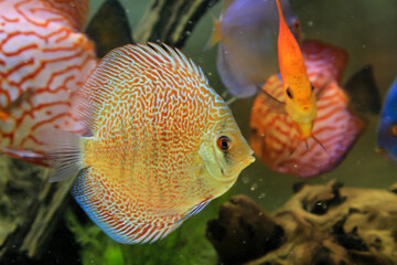 Portrait eines schönen farbigen Diskus Diskusbuntbarsch in einem Amazonas Aquarium. 