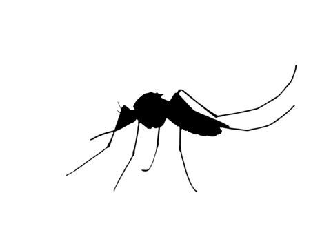 Mosquito vector image.Insects vector image.Free Vector Insect Silhouettes.Flat insect silhouette collection Free Vector.Insect silhouette collection.