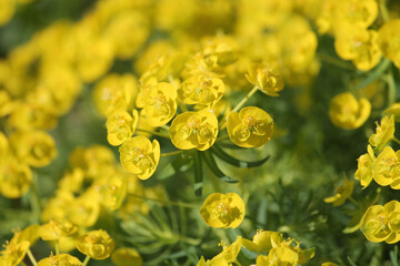 Flowers of cypress spurge (Euphorbia cyparissias) close-up in garden