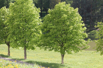 Horse chestnut (Aesculus hippocastanum) trees with green crown in spring park