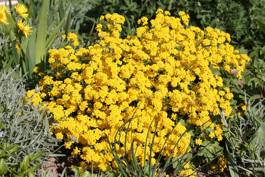 Yellow flowers of Basket-of-gold plant or Aurinia saxatilis (syn. Alyssum saxatile) in garden