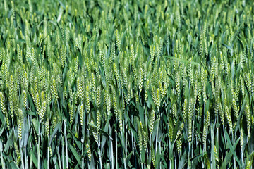 The green fields of May promise good harvest