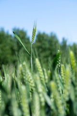 The green fields of May promise good harvest