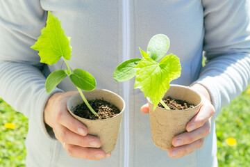 Close up of a gardener holding peat pots with cucumber seedlings against a green grass background