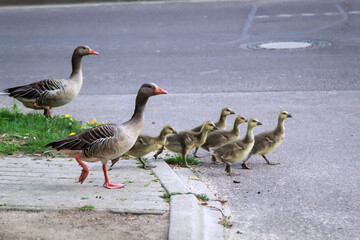 Eine Familie Graugänse mit ihrem Nachwuchs überquert eine Straße.
