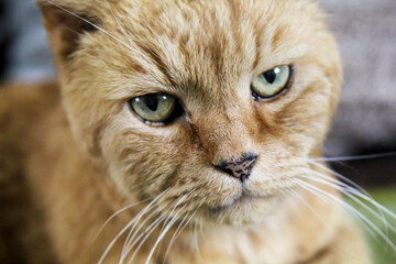 Portrait einer Katze mit rotbraunem Fell.
