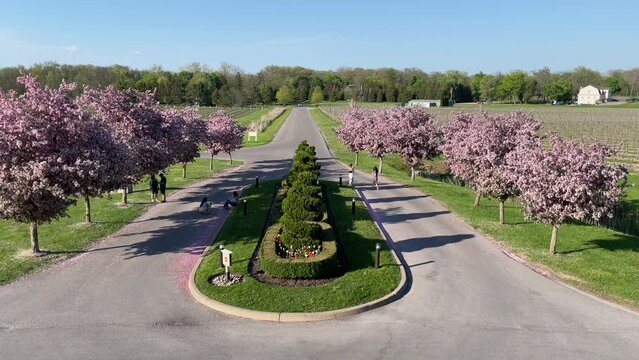 A small group of people gathering under blooming sakura cherry trees at Peller Estates Winery, Canada