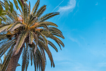 Fototapeta na wymiar Foto en picado de palmera, con el cielo azul de fondo. Fotografía horizontal, con espacio para texto.