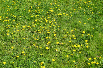 Many sowthistle flowers on a grass