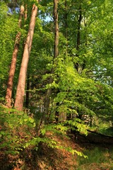 Fototapeta na wymiar Majowy las