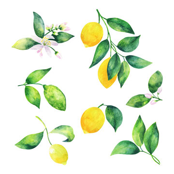 Watercolor illustration of a lemon branch with leaves and citrus.Hand drawn watercolor painting on white background.