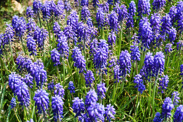 Obraz premium Many blue lavender flowers in garden