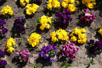Yellow and violet pansy flowers
