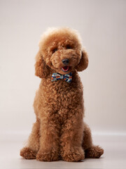 curly dog on a beige background. Portrait red poodle in the studio
