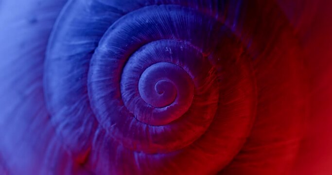 Rotating closeup of gastropod shell