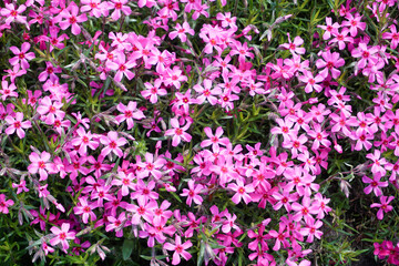 Obraz premium Many tiny pink verbena flowers