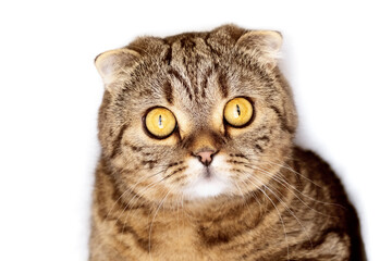 Surprised cat with big eyes. Muzzle of a striped cat close-up. Cat with round eyes.