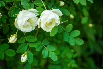 white roseship flower on a dark green background. Two flowers in a pair.