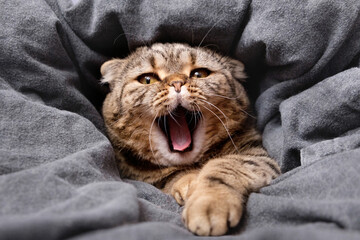Cat in a gray blanket. Cat is wrapped in a blanket. Cat yawns sleepily. Cat with an open mouth.