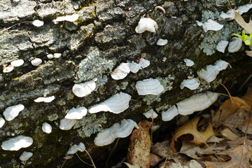 White tree conk mushroom growing on tree bark in the forest - obrazy, fototapety, plakaty