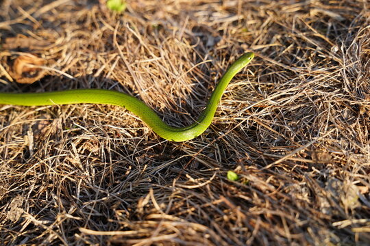 green snake in the grass