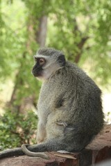 Vervet monkey in South Africa