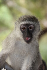 Vervet monkey in South Africa