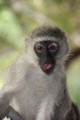 Obraz premium Vervet monkey in South Africa