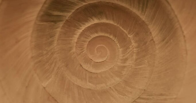 Rotating closeup of gastropod shell