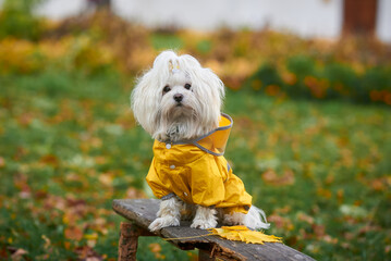 portrait of cute maltese dog in yellow clothes - obrazy, fototapety, plakaty