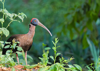 Naklejka premium Rednap Ibis in search of food