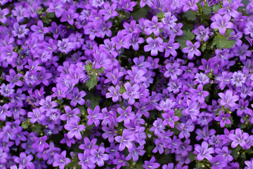Obraz premium Top close-up of a bed of violet flowers in spring, bluebells and green leaves