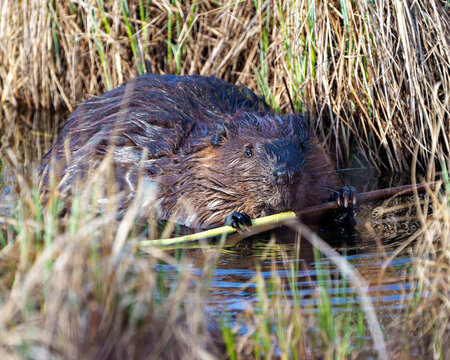 Beaver Photo and Image. Close-up profile view eating tree bark of twig in the pond with blur foliage background in its environment and habitat surrounding.