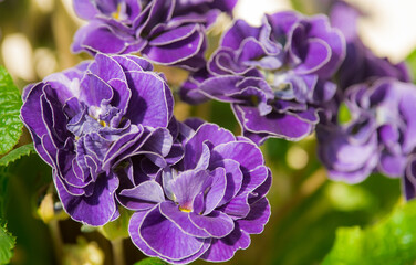 Violet flowers close-up. Garden plants in spring bloom. 
