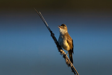 Bird perched great reed warbler Acrocephalus arundinaceus singing