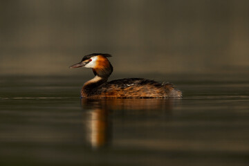Great crested grebe portrait swimming on water podiceps cristatus