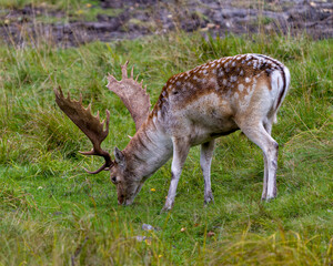 Naklejka na ściany i meble Deer Stock Photo and Image. Deer Fallow close-up side profile in the field with a blur background in its environment and habitat surrounding displaying big antlers.