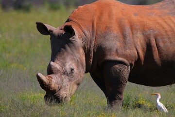 White rhino - North West Province - South Africa © Jannie