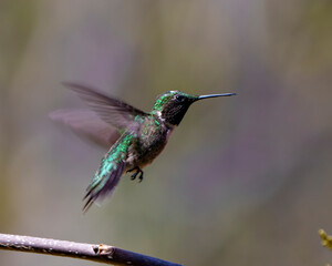 Fototapeta na wymiar Hummingbird Photo and Image. Flying with a blur background displaying spread wings and beautiful feather plumage and long beak in its environment and habitat surrounding.